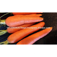 CARROT VIETNAM BEST PRICE